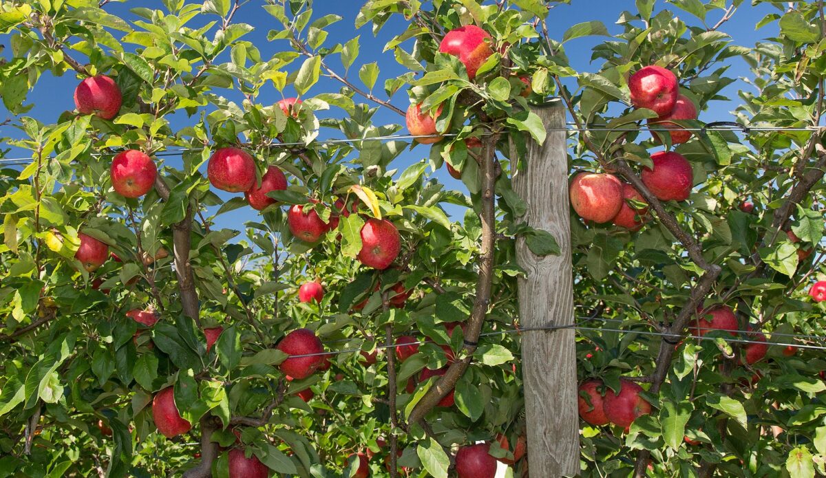 A few apple trees at an apple orchard on a sunny day. 