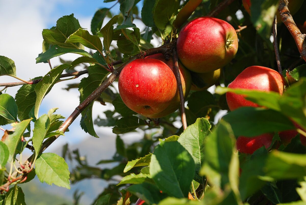 A branch with three apples on it. 