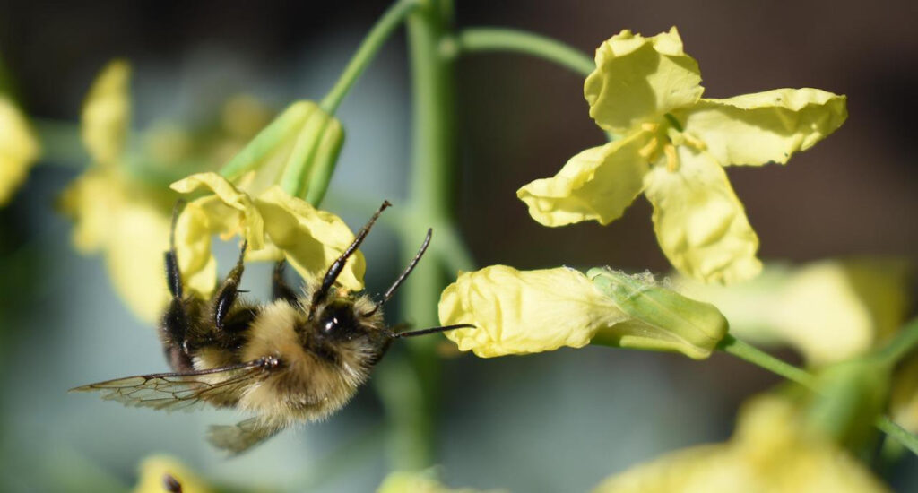 A honeybee on broccoli flowers.