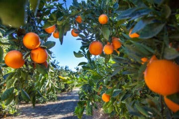 Orange plantation in California USA.