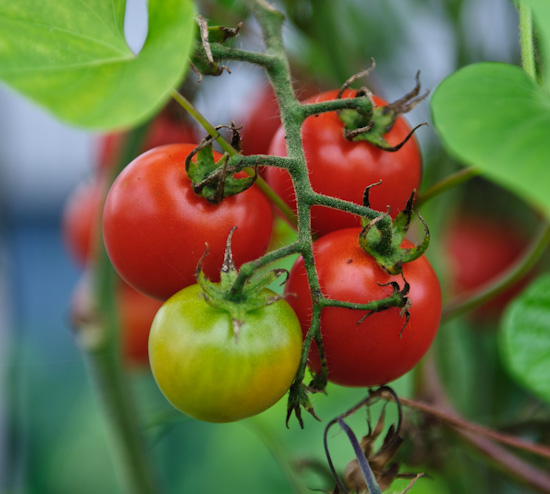 garden cherry tomatoes