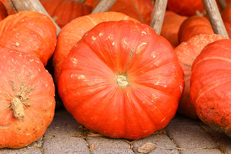 Large orange Cinderella pumpkins, also known as "Rouge vif d'Etampes" pumpkins.