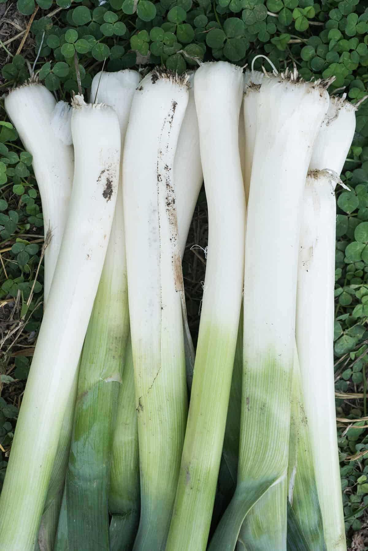 Allium ampeloprasum, freshly picked leeks in the garden