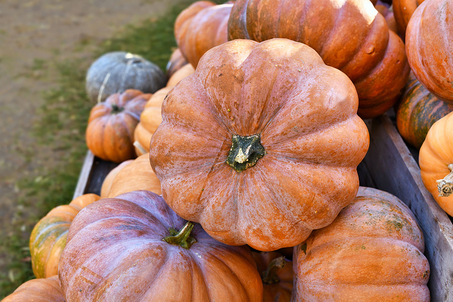 Large orange Fairytale pumpkins, also known as "Musquee de Provence" pumpkins.