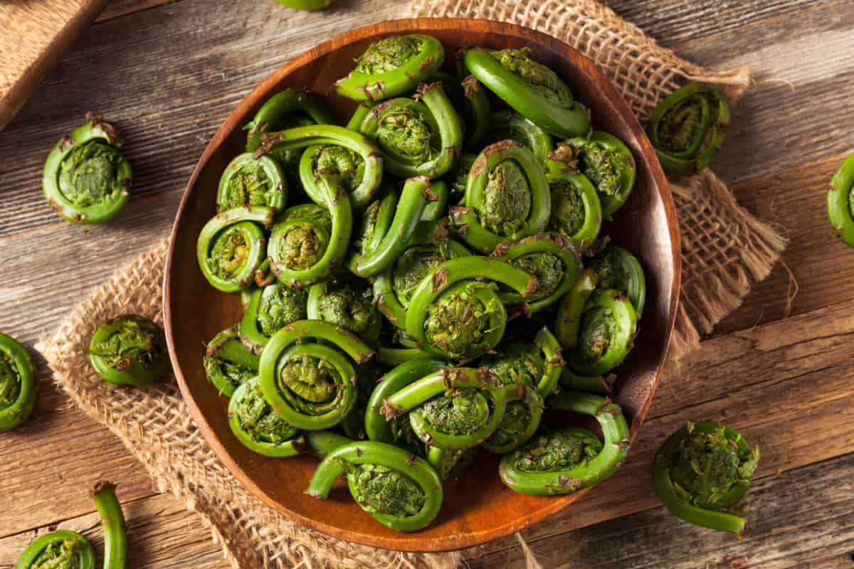 A bowl of Fiddleheads (Matteuccia struthiopteris).