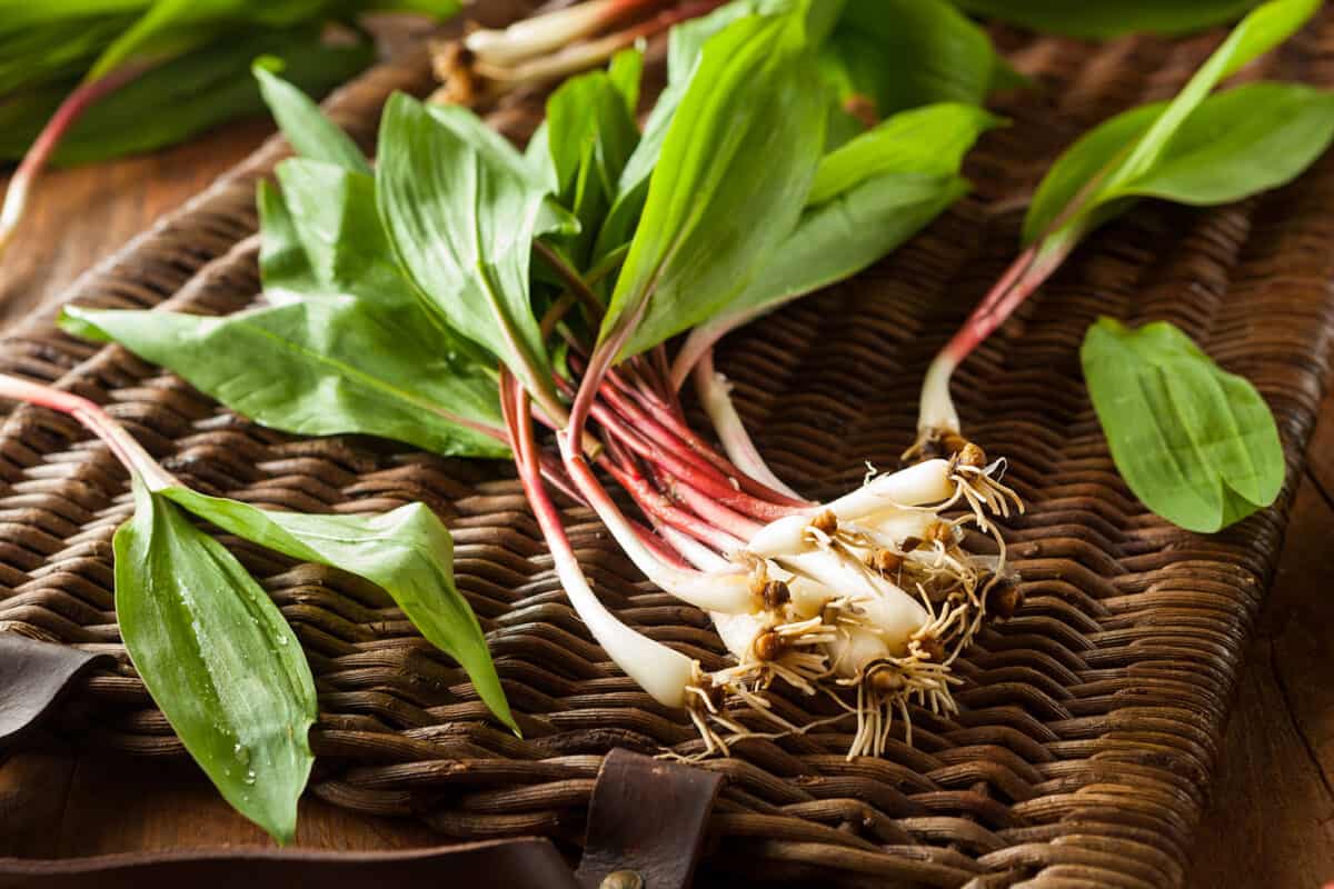 A bundle of freshly harvested wild ramps.