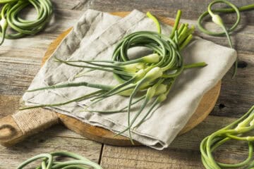 Raw Green Organic Garlic Scapes Ready to Use.