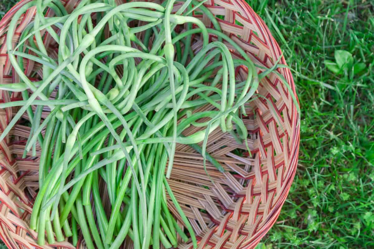 A large basket filled with freshly harvested garlic scapes.