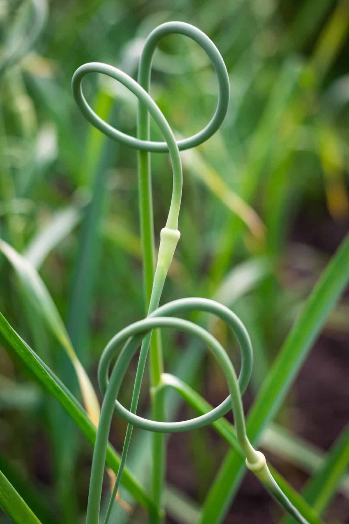 Garlic scape in vegetable garden. Plantation of garlic plant. Growth crop at organic farm.