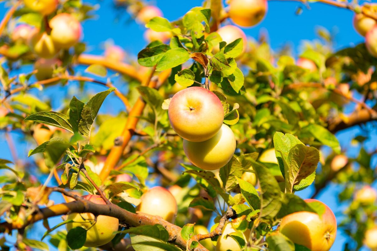 Green and red apples on a tree branch on a sunny day.