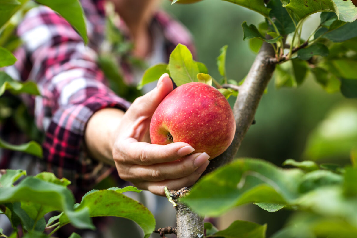 Woman's hand picking a red apple from a tree.