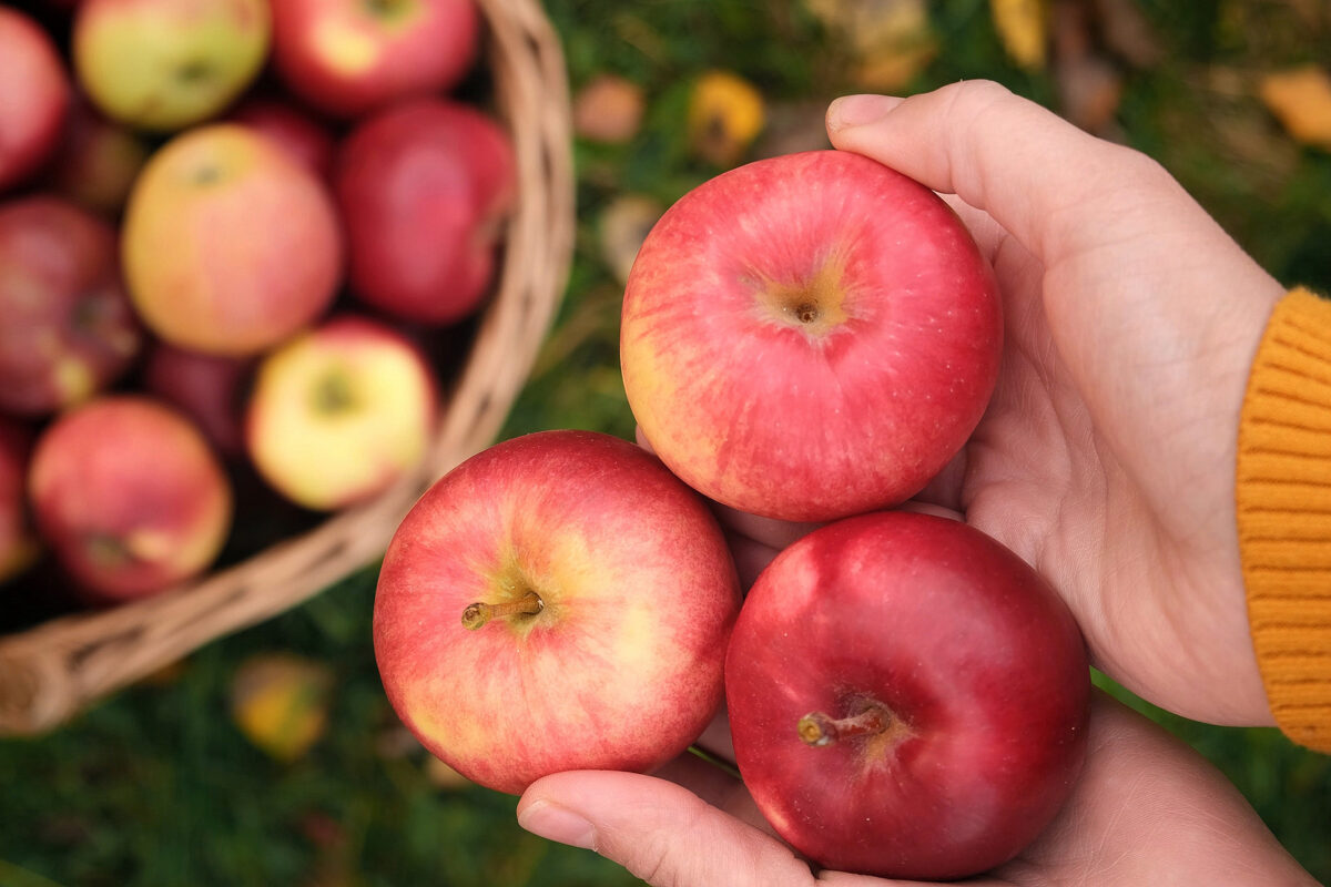 A woman's hands holding three apples with a basket of apples on the ground, blurred in the background.