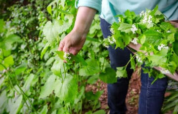 A woman harvesting wild garlic mustard, growing outdoors.