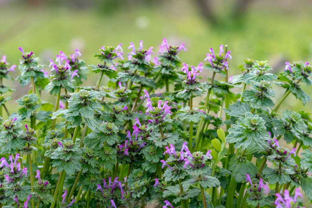 Henbit (Lamium amplexicaule)