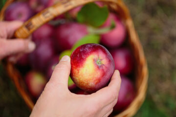 Woman's hand holding an apple over a wicker basket.