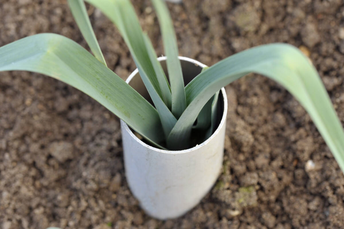 Leeks, allium ampeloprasum, growing in plastic pipes (collar method) to blanch and extend the stems in a vegetable garden, variety Musselburgh.