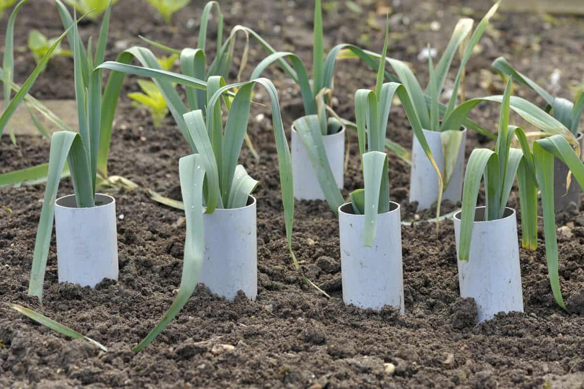 Leeks, allium ampeloprasum growing in plastic pipes to blanch and extend the stems in a vegetable garden, variety Musselburgh.