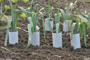 Leeks, allium ampeloprasum growing in plastic pipes to blanch and extend the stems in a vegetable garden, variety Musselburgh.