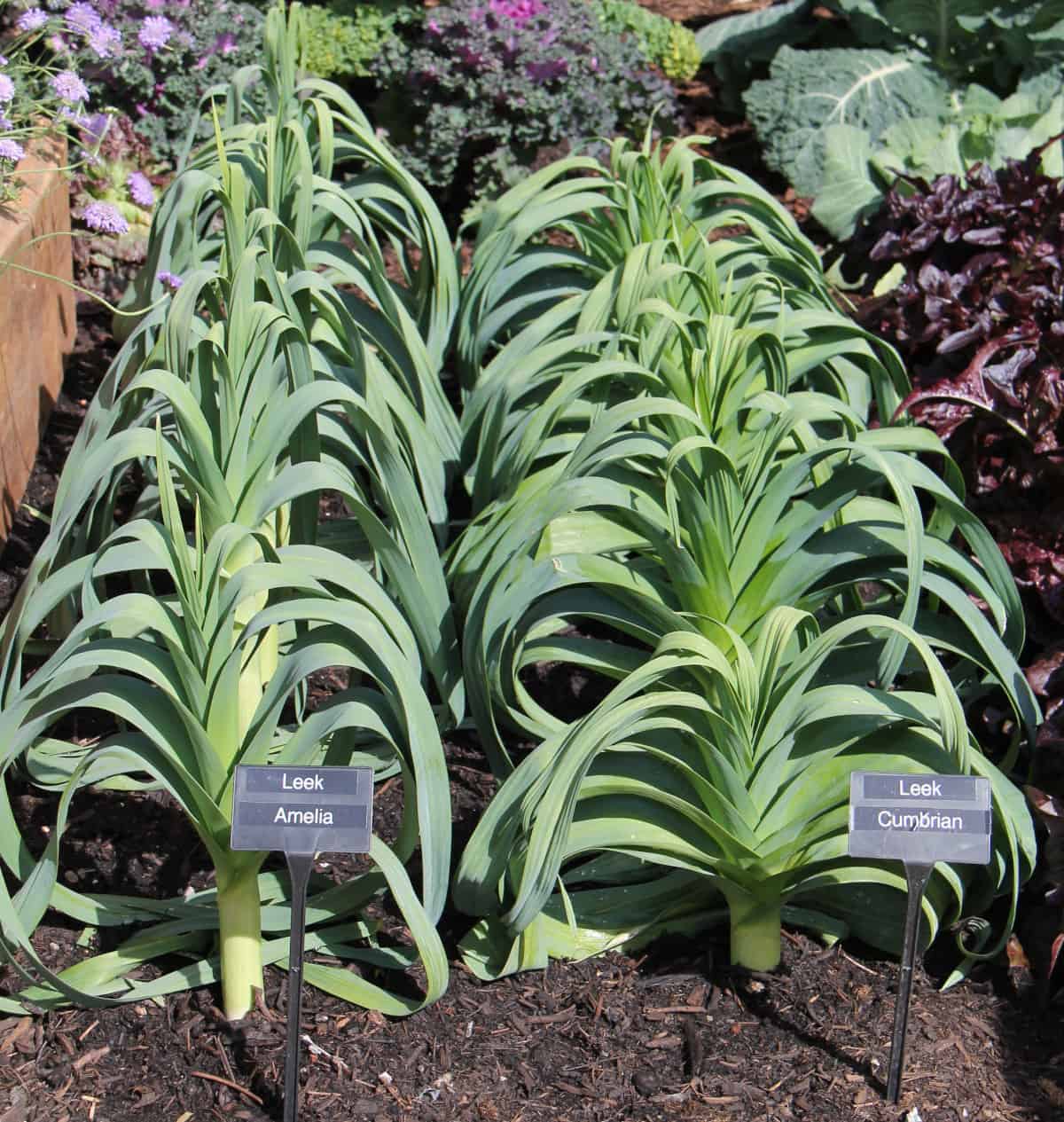 Two Rows of Leek Plants in a Vegetable Garden.