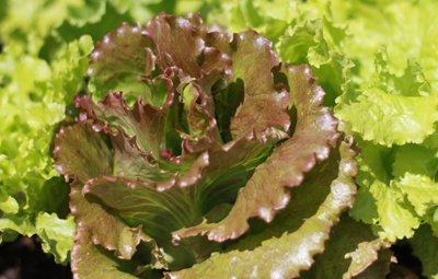 homegrown lettuce