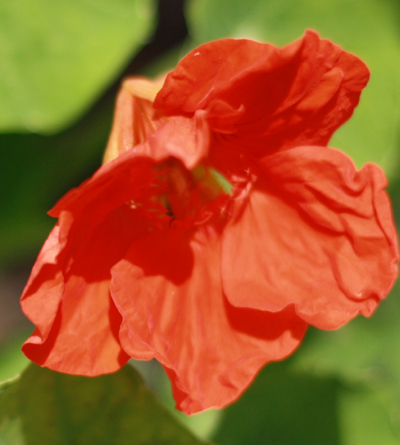 growing nasturtiums