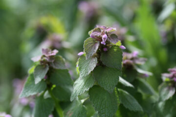 Purple Dead Nettle.