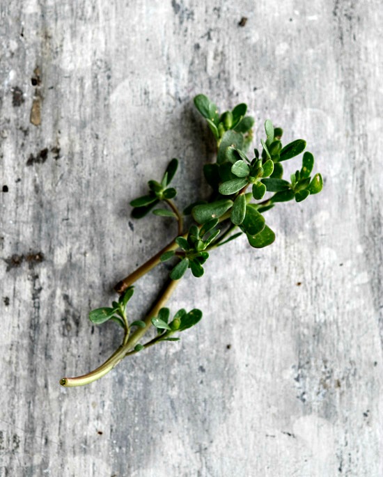 Pickled Purslane | Healthy Green Kitchen