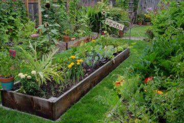 A raised bed filled with herbs and vegetables is nestled in the center of two other narrow gardens. A rustic, delightful sign adds an artistic accent.