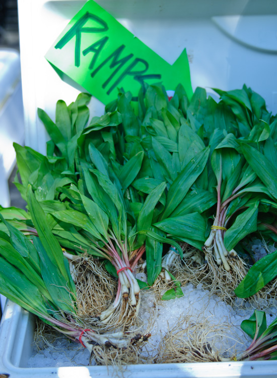 Wild ramps in bunches.