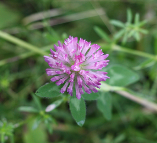 red clovers are a nutritious wild plant