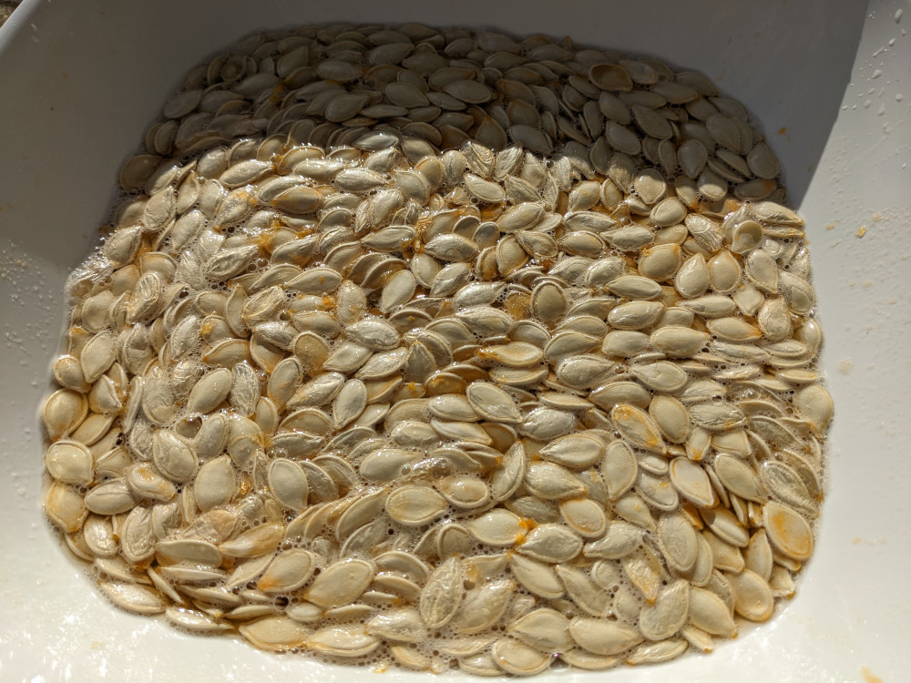 Rinsing pumpkin seeds in a bowl of water.