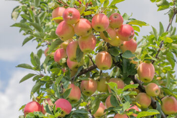 Ripe red apples on tree ready for fall harvest at orchard in rural Berks County, Pennsylvania.