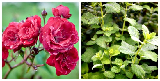 rose lemon balm collage rose and lemon balm.