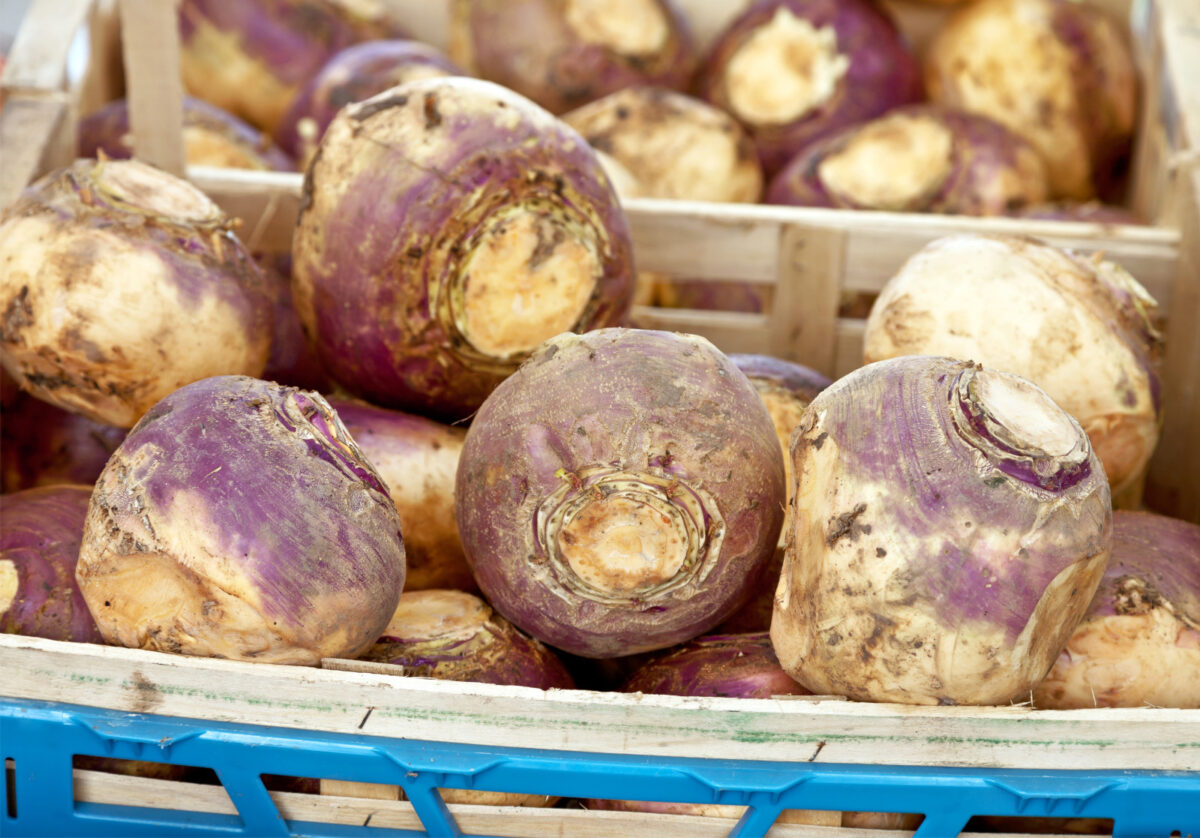 A basket of rutabaga from a farmer's market.