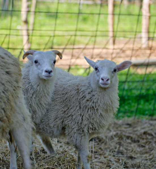 Sheep from www.healthygreenkitchen.com