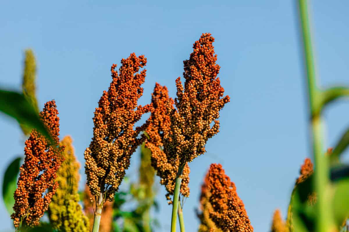 Sorghum bicolor is a genus of flowering plants in the grass family Poaceae. Native to Australia, with the range of some extending to Africa, Asia and certain islands in the Indian and Pacific Oceans.