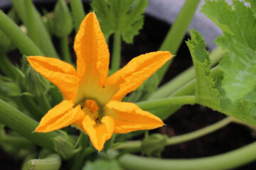 Zucchini Squash Blossom