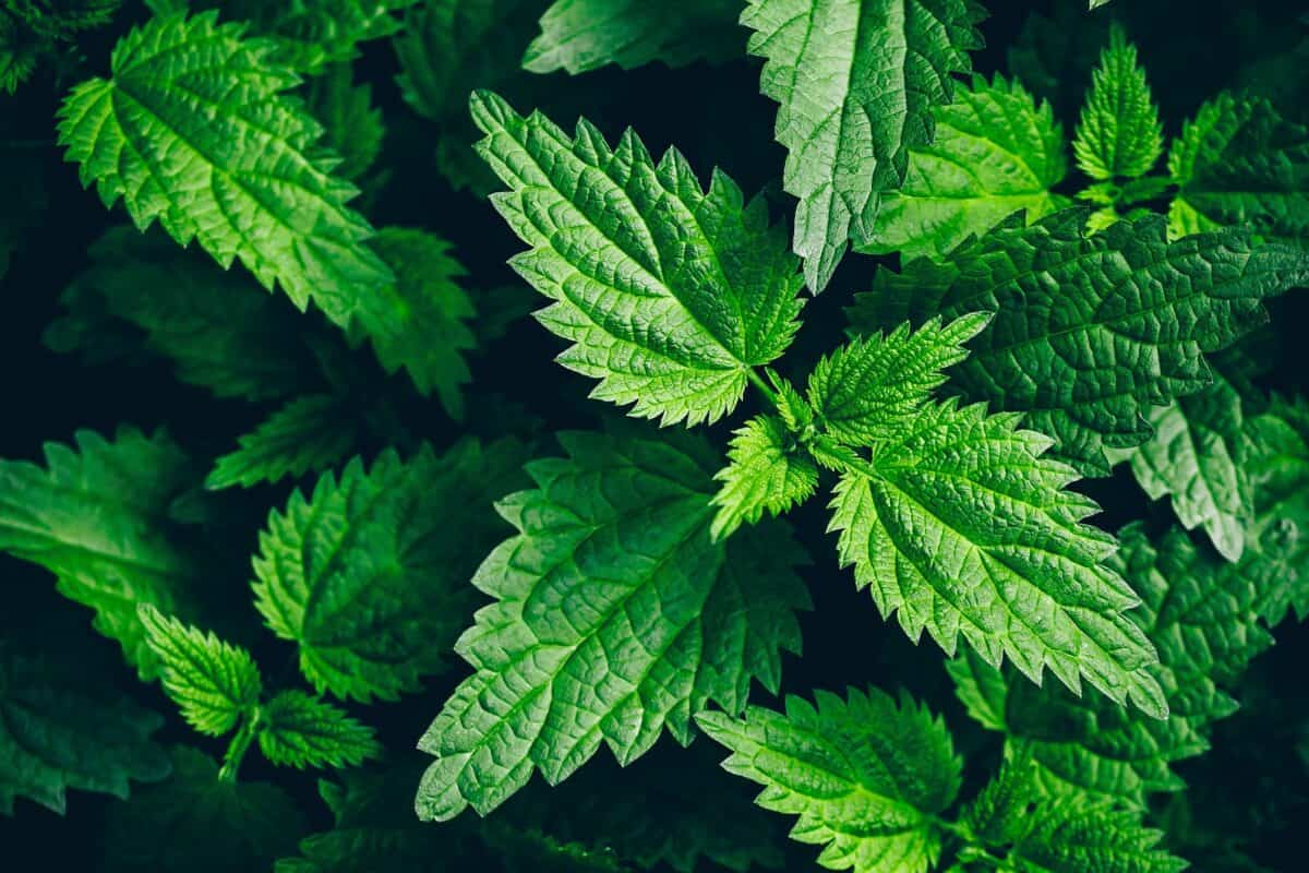 Stinging nettle leaves.