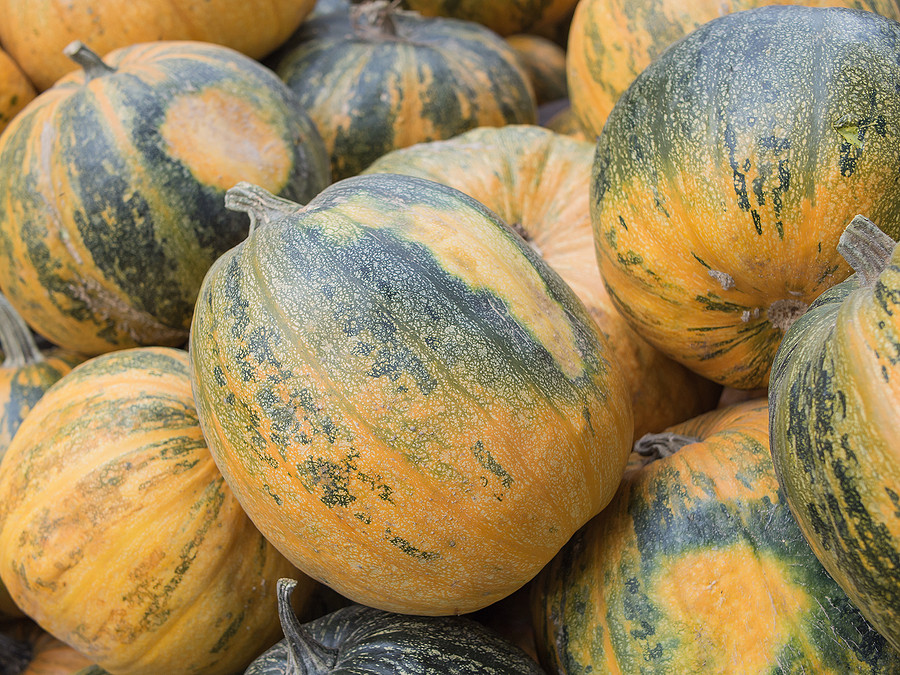 A pile of Styrian pumpkins, botanically classified as Cucurbita pepo L. Styriaca.