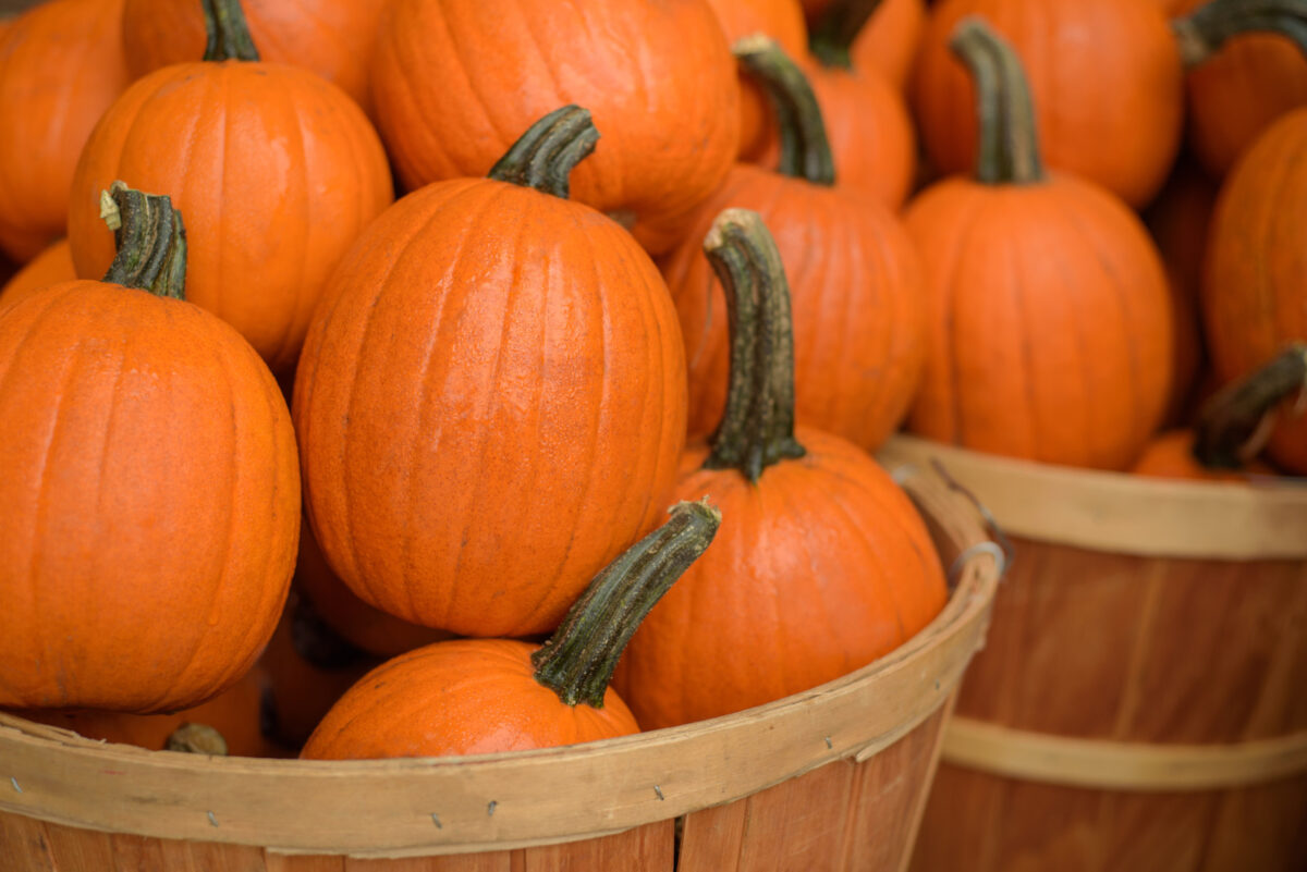 Wooden baskets full of sugar pumpkins.