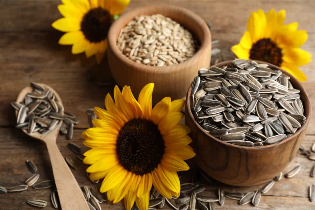 Shelled sunflower seeds in a wooden bowl, sunflower seeds with shells still on in another wooden bowl, and three sunflowers surrounding the bowls, all on a wooden table.