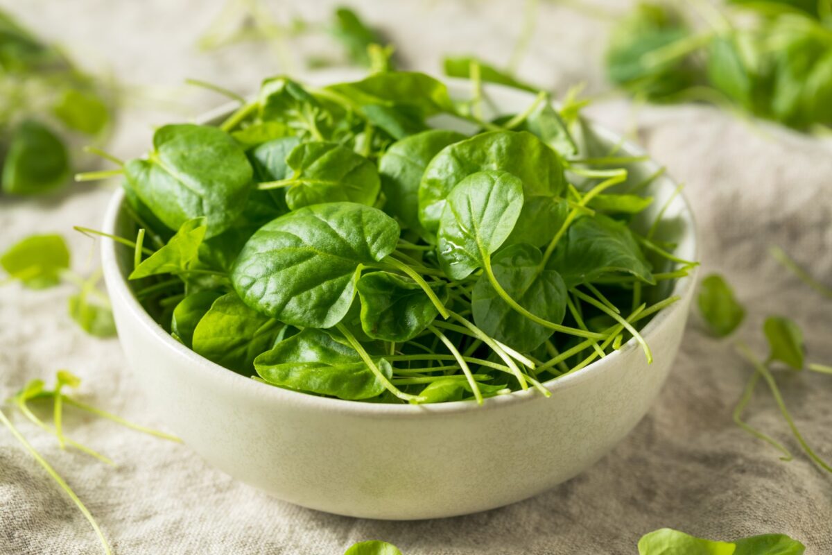 Watercress in a white bowl and watercress scattered around it.