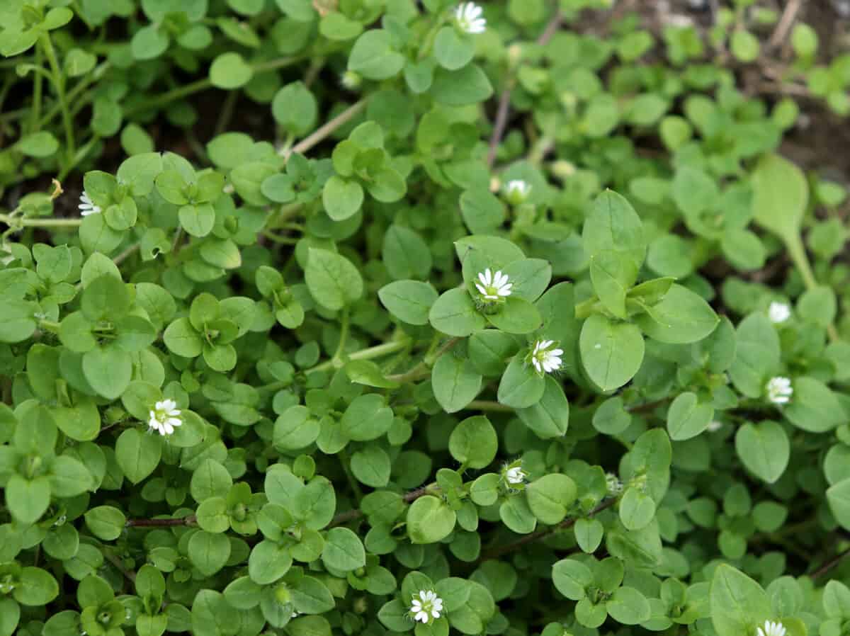 Wild Chickweed (Stellaria media) growing outdoors.