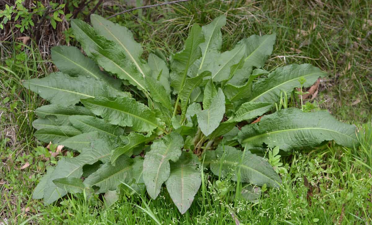 Wild Curly Dock (Rumex crispus) growing in grass outdoors.