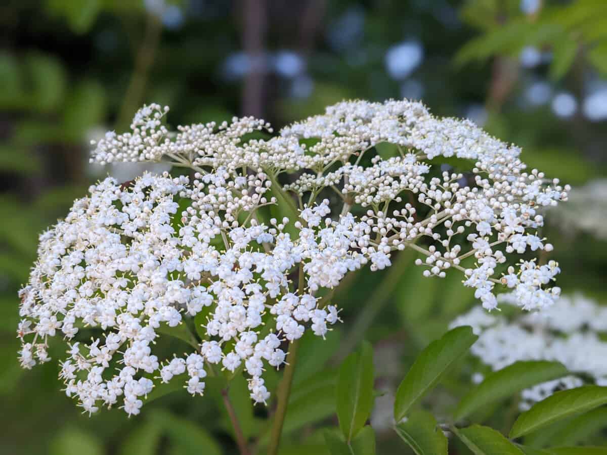 Wild Elderflowers (Sambucus) in bloom outdoors.