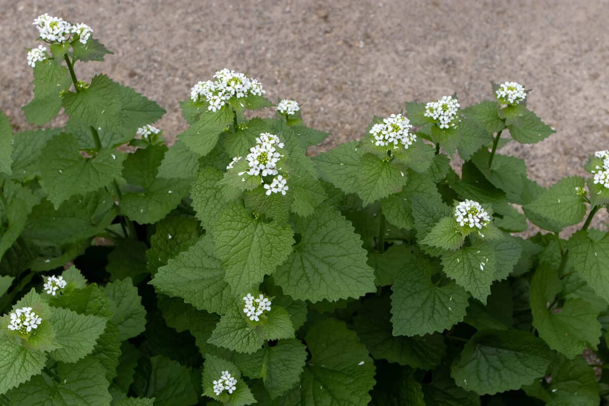 Wild Garlic Mustard (Alliaria petiolata) growing near pavement outdoors.