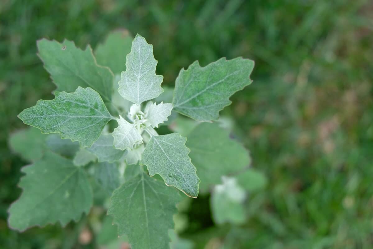 Wild Lamb’s Quarters (Chenopodium album) growing outdoors.