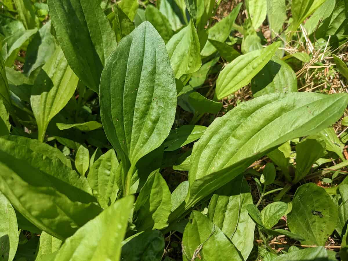 Wild Plantain (Plantago spp.) growing outdoors.