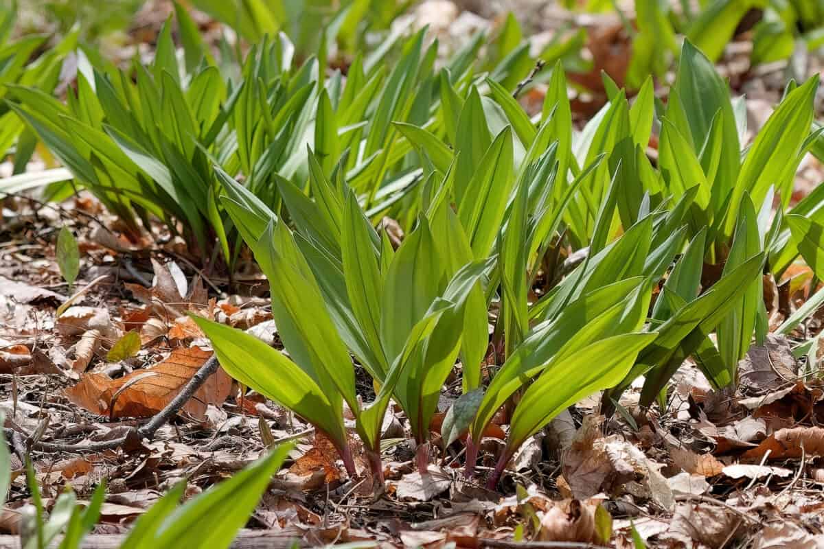 Wild Ramps (Allium tricoccum) growing outdoors.