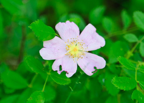 wild rose from www.healthygreenkitchen.com